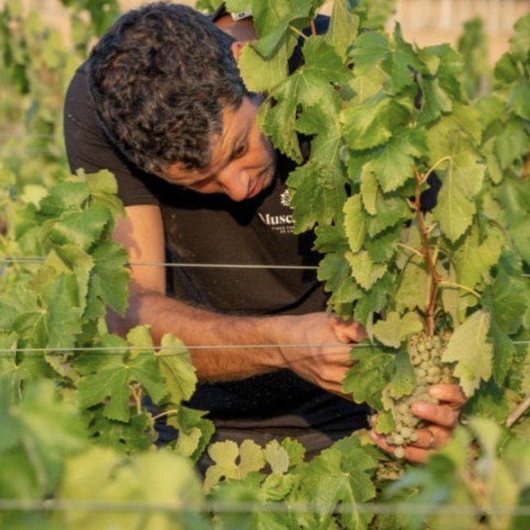 Cata Celler Viader en La Caníbal