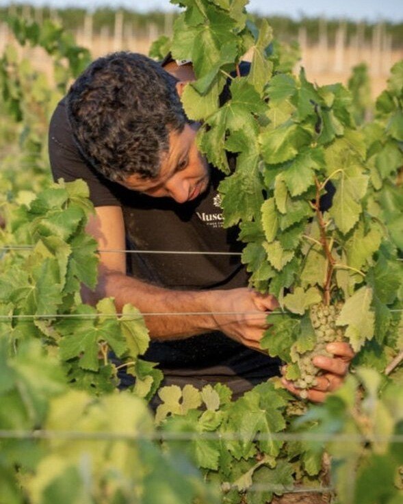 Cata Celler Viader en La Caníbal