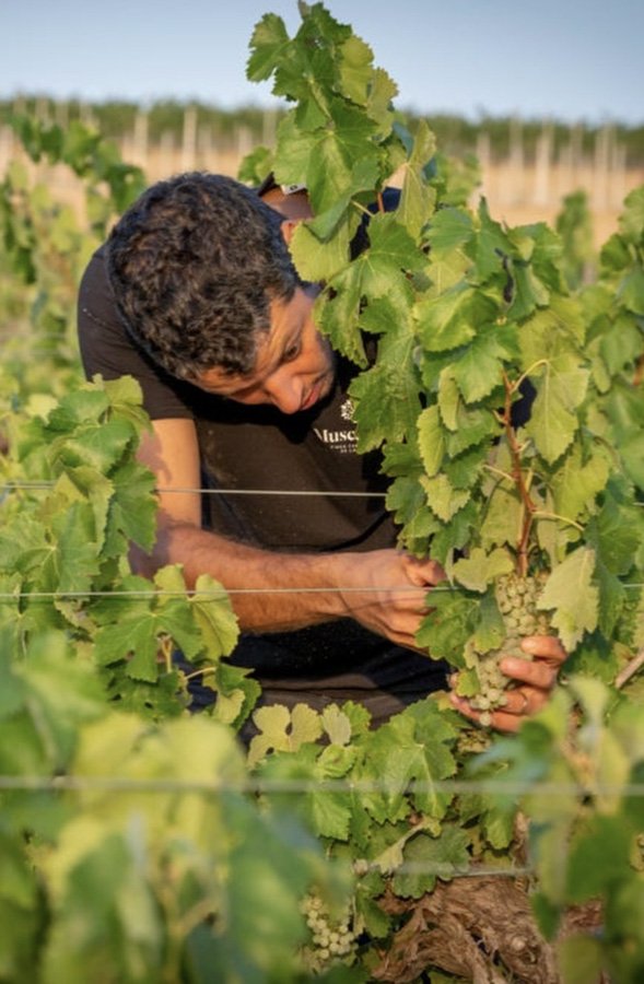 Cata Celler Viader en La Caníbal